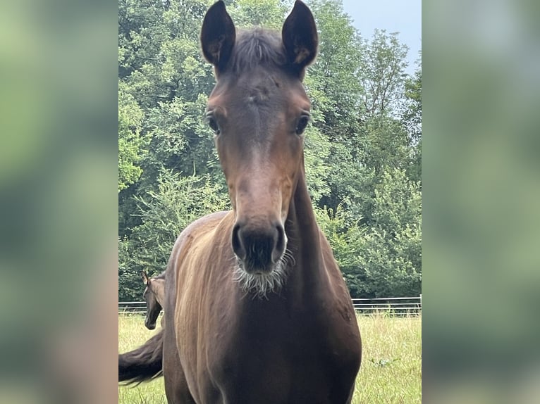 Westphalian Mare Foal (05/2024) Brown in MünsterMünster