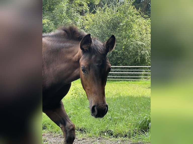 Westphalian Mare Foal (05/2024) Brown in MünsterMünster