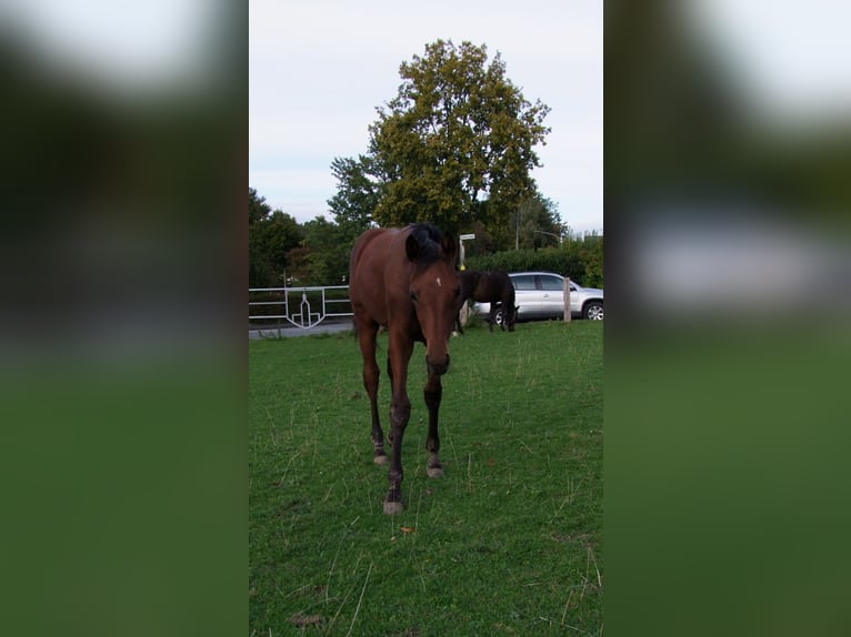 Westphalian Mare  Brown in Paderborn