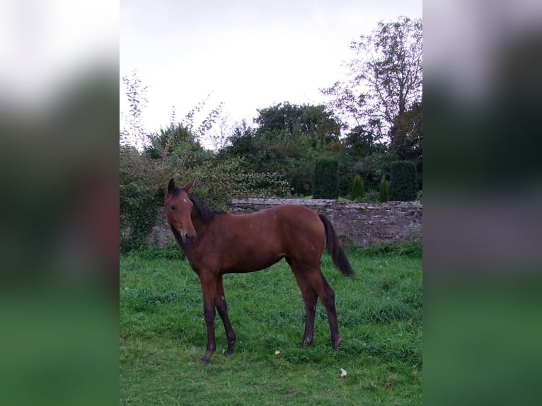 Westphalian Mare  Brown in Paderborn