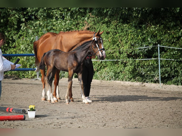 Westphalian Mare Foal (05/2025) Brown in Porta Westfalica