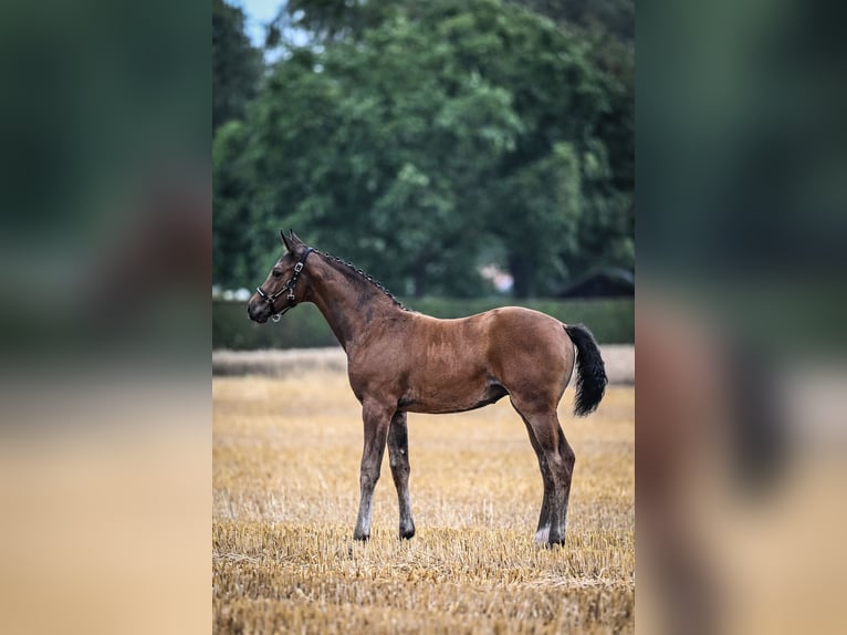 Westphalian Mare Foal (04/2024) Brown in Raesfeld