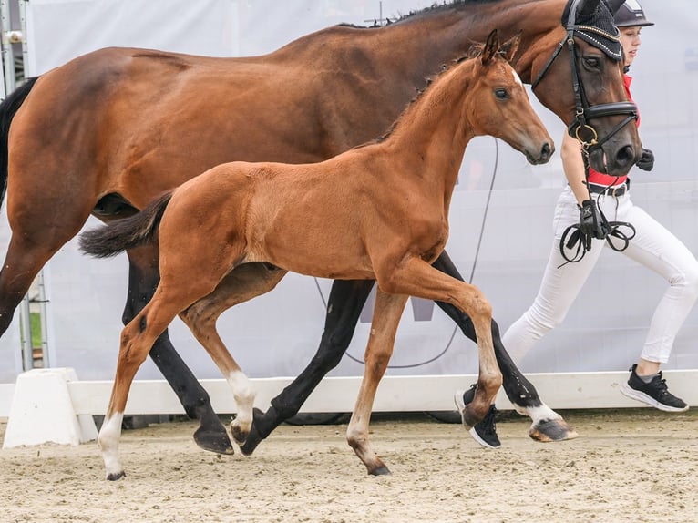 Westphalian Mare Foal (06/2024) Brown in Schermbeck