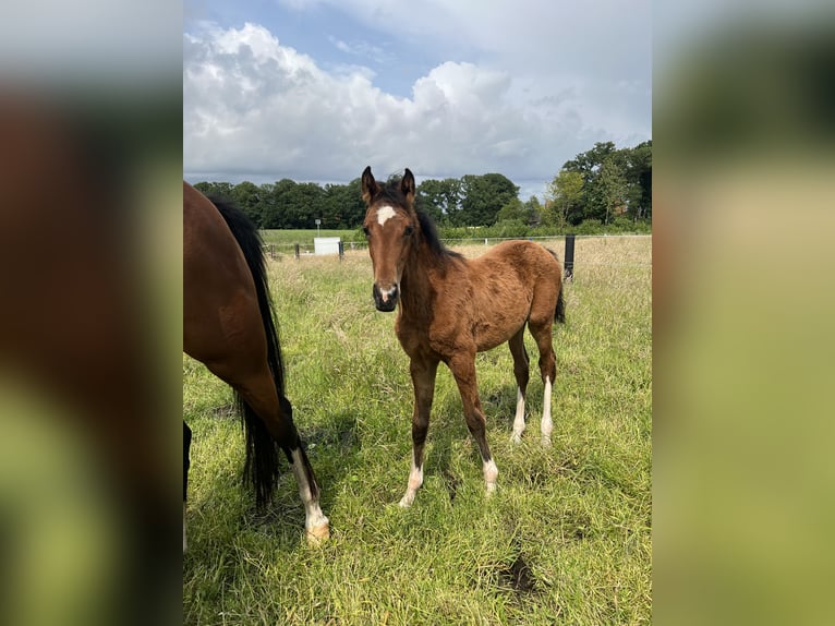 Westphalian Mare  Brown in Vreden