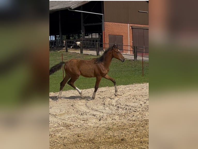 Westphalian Mare Foal (02/2025) Brown in Vreden