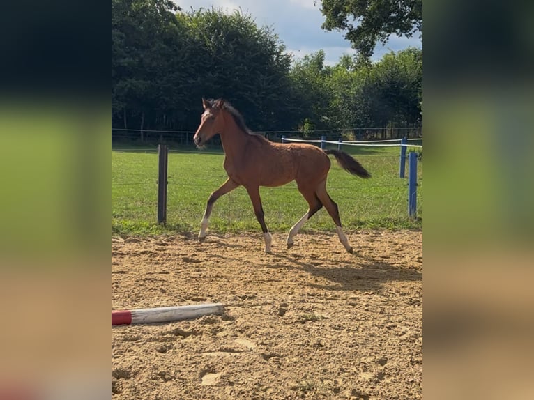 Westphalian Mare Foal (02/2025) Brown in Vreden