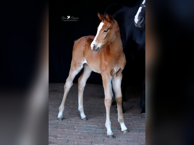 Westphalian Mare  Brown in Neuenkirchen-Vörden