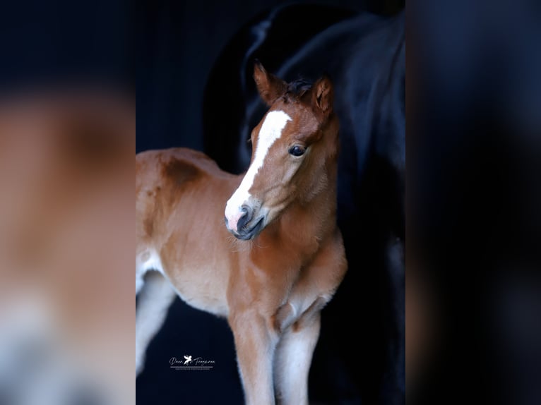 Westphalian Mare  Brown in Neuenkirchen-Vörden