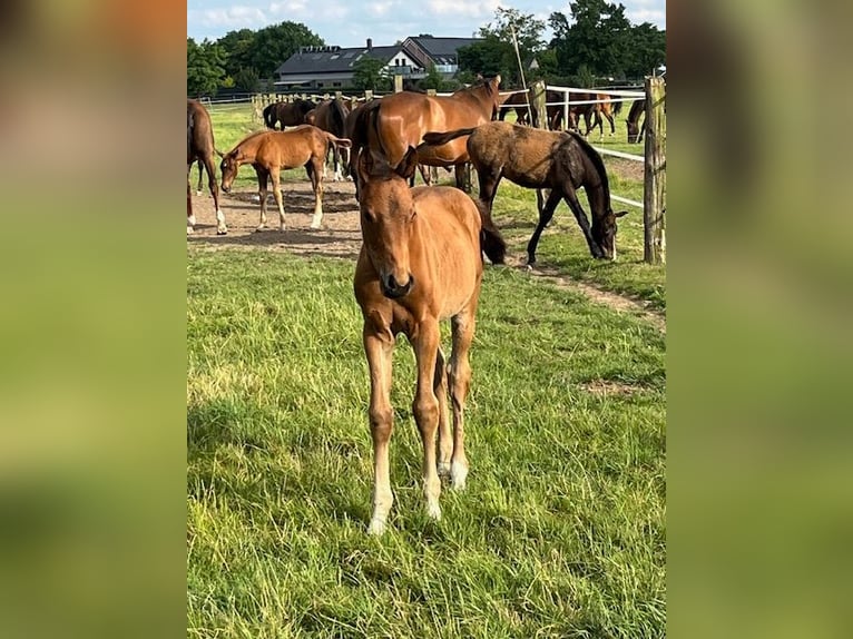 Westphalian Mare  Brown in Hamminkeln