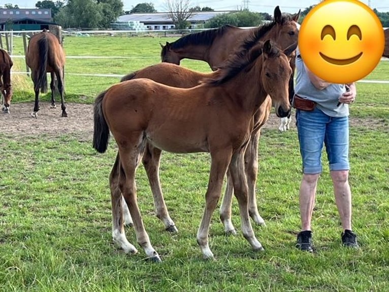 Westphalian Mare  Brown in Hamminkeln