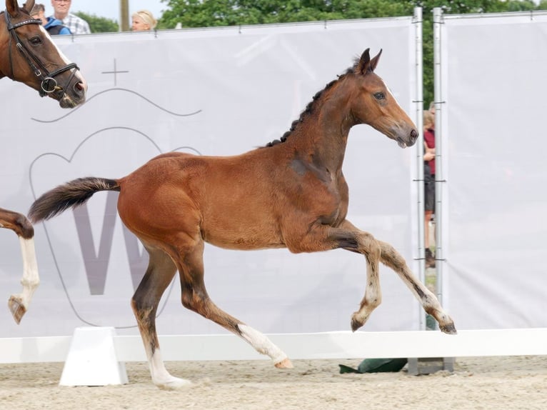 Westphalian Mare Foal (04/2023) Brown in Münster-Handorf