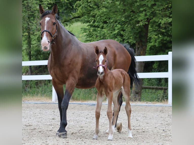 Westphalian Mare  Brown in Meschede