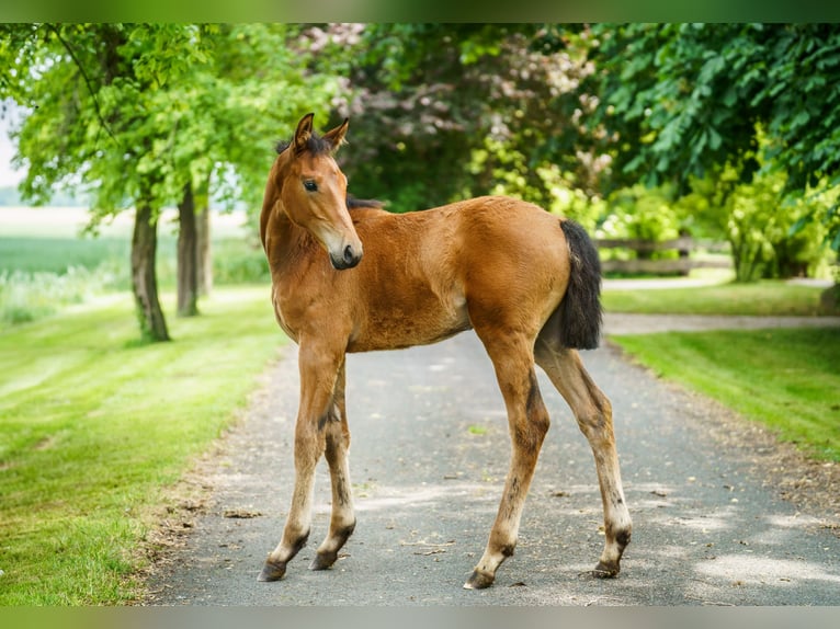 Westphalian Mare  Brown-Light in Drensteinfurt
