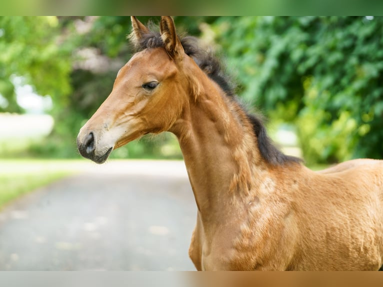 Westphalian Mare  Brown-Light in Drensteinfurt