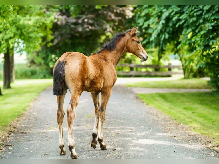 Westphalian Mare  Brown-Light in Drensteinfurt