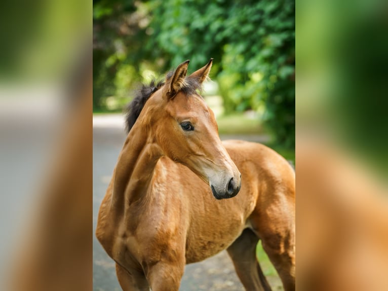 Westphalian Mare  Brown-Light in Drensteinfurt