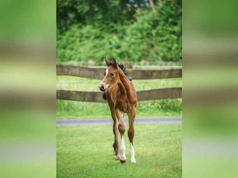 Westphalian Mare Foal (05/2026) Brown in Drensteinfurt