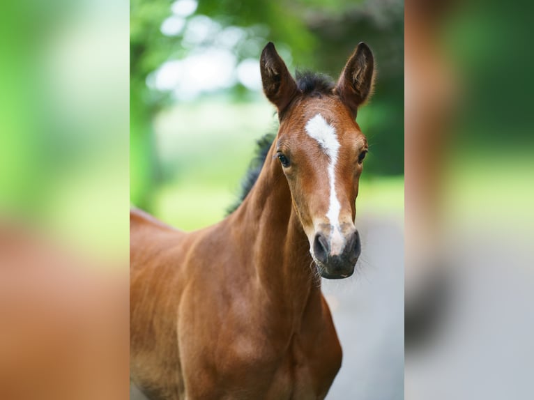 Westphalian Mare Foal (05/2026) Brown in Drensteinfurt