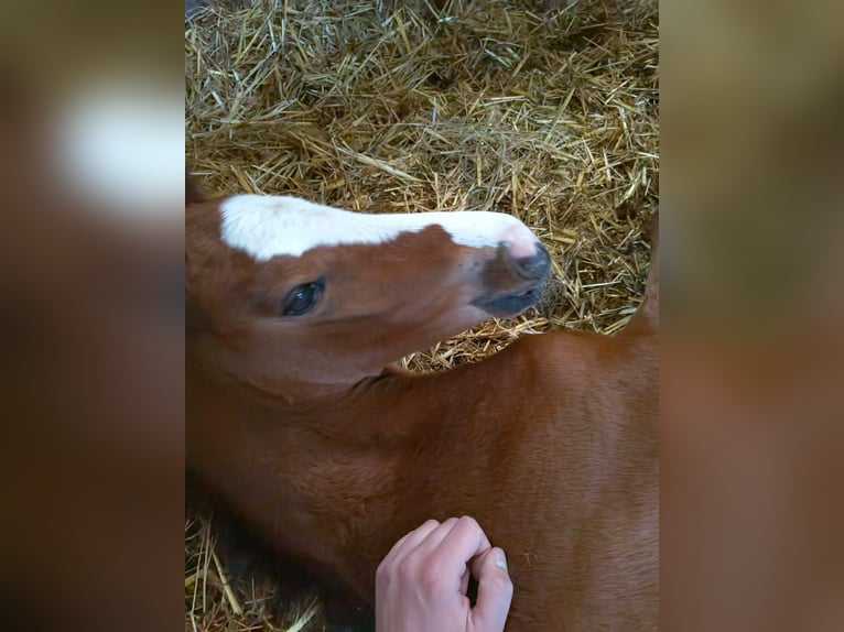 Westphalian Mare Foal (04/2026) Brown in Rheine