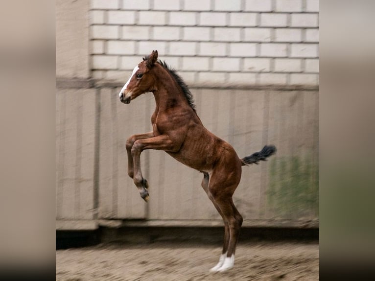 Westphalian Mare Foal (04/2026) Brown in Rheine