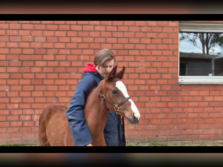 Westphalian Mare Foal (04/2026) Brown in Rheine