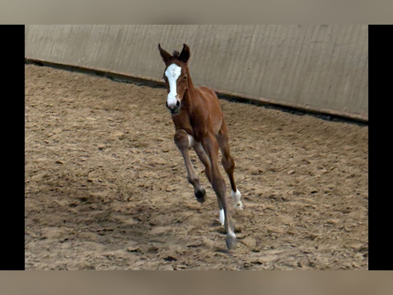 Westphalian Mare Foal (04/2026) Brown in Rheine