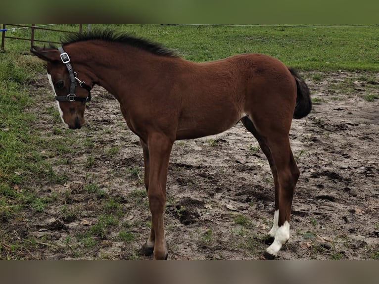 Westphalian Mare Foal (04/2026) Brown in Rheine
