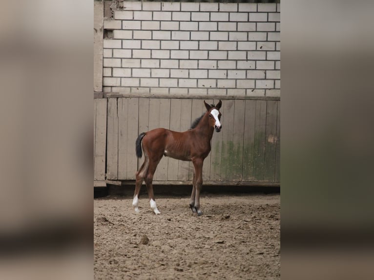 Westphalian Mare Foal (04/2026) Brown in Rheine