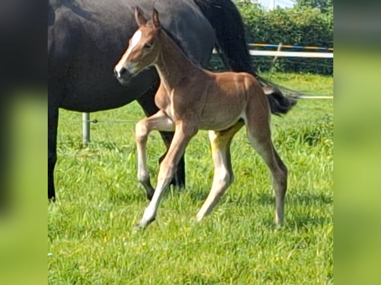 Westphalian Mare Foal (05/2024) Brown in Unna