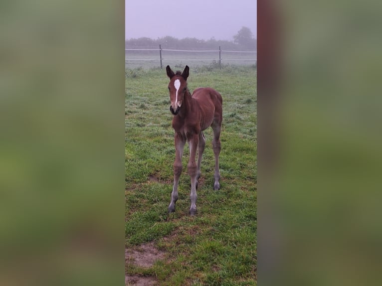 Westphalian Mare Foal (05/2024) Brown in Unna