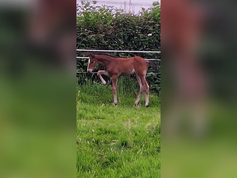 Westphalian Mare Foal (05/2024) Brown in Unna