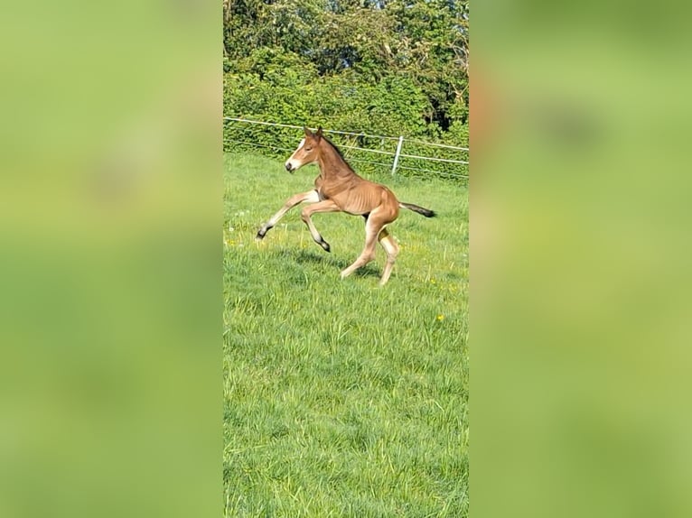 Westphalian Mare Foal (05/2024) Brown in Unna