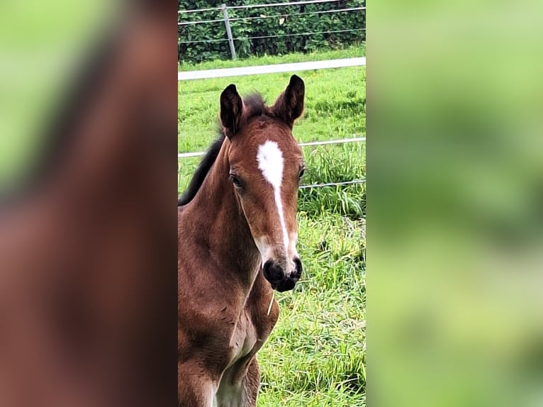 Westphalian Mare Foal (05/2024) Brown in Unna