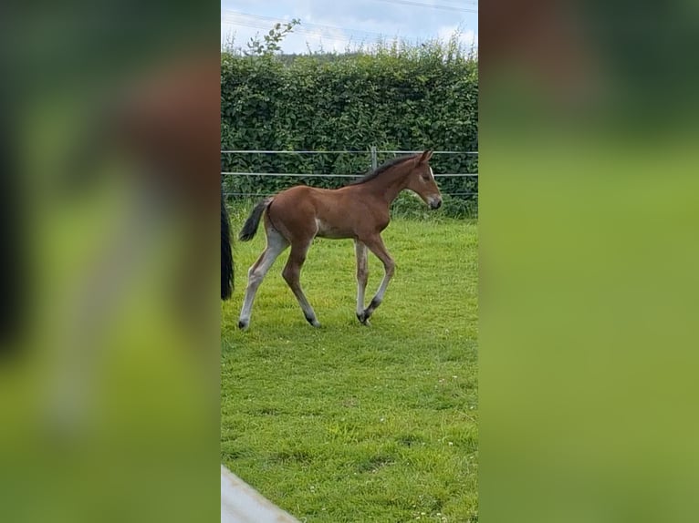 Westphalian Mare Foal (05/2024) Brown in Unna