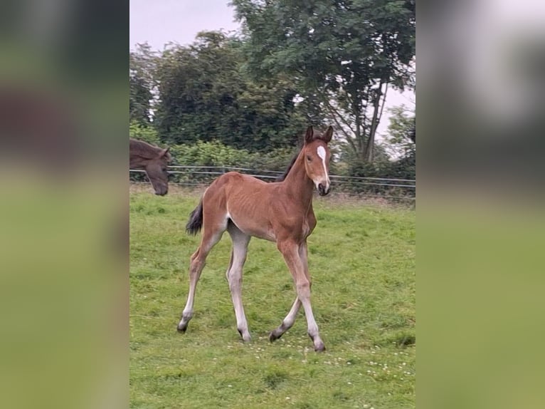 Westphalian Mare Foal (05/2024) Brown in Unna