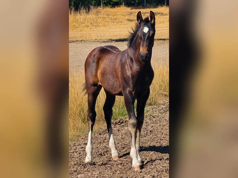 Westphalian Mare Foal (05/2026) Brown in Haltern am See