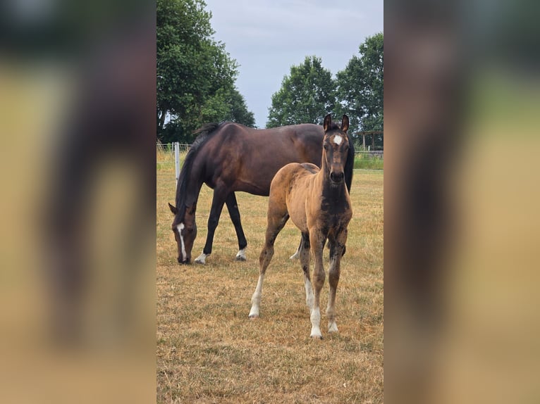 Westphalian Mare Foal (05/2026) Brown in Haltern am See