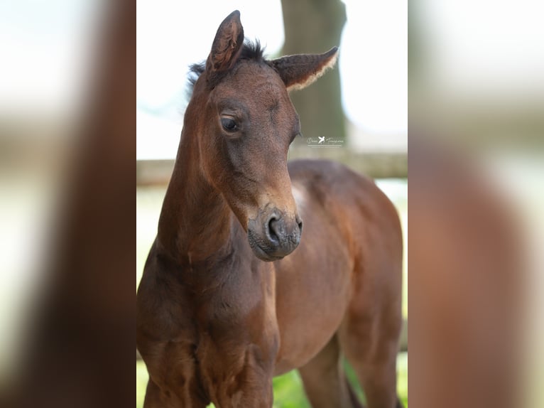Westphalian Mare  Brown in Neuenkirchen-V&#xF6;rden