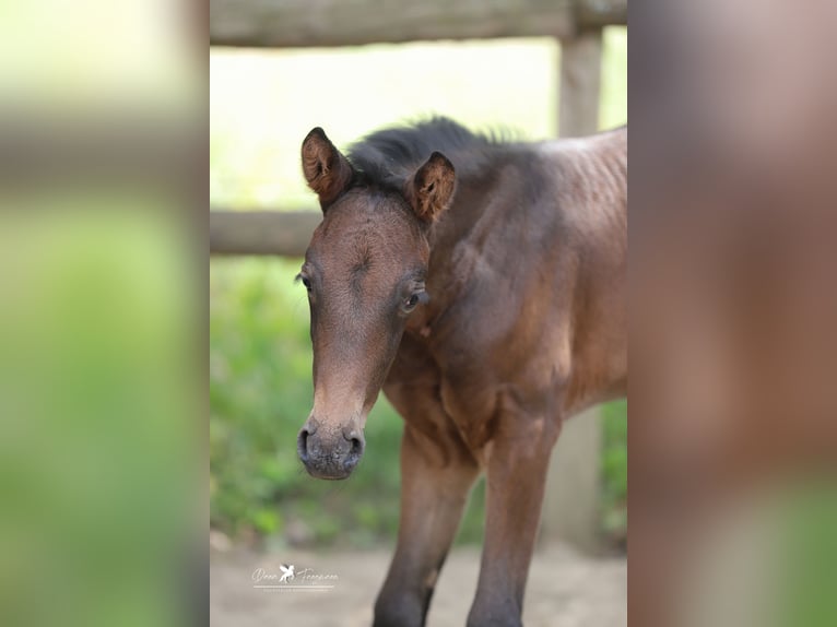 Westphalian Mare  Brown in Neuenkirchen-V&#xF6;rden