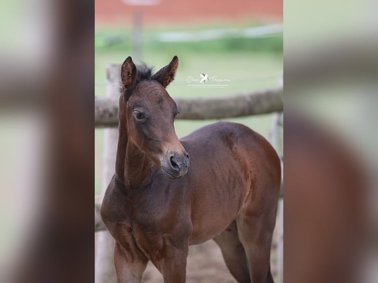 Westphalian Mare  Brown in Neuenkirchen-V&#xF6;rden