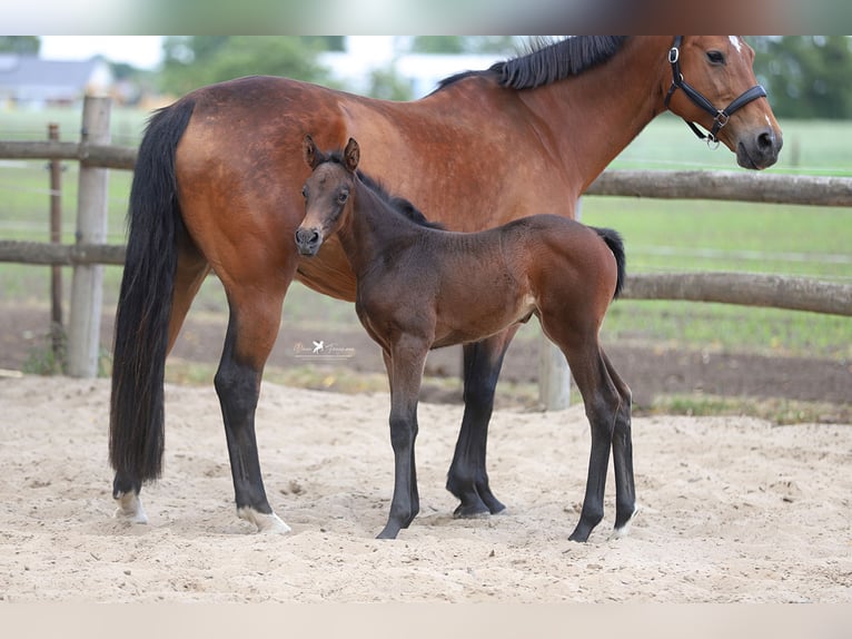 Westphalian Mare  Brown in Neuenkirchen-V&#xF6;rden