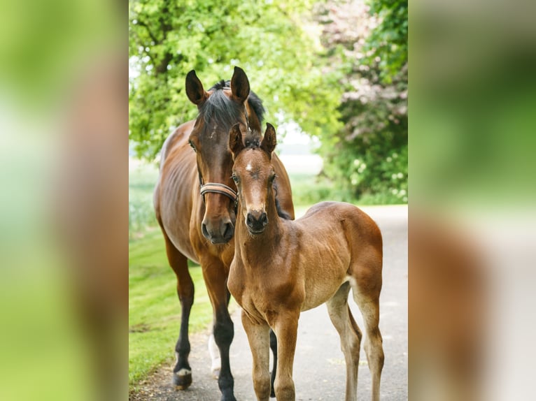 Westphalian Mare  Brown in Drensteinfurt