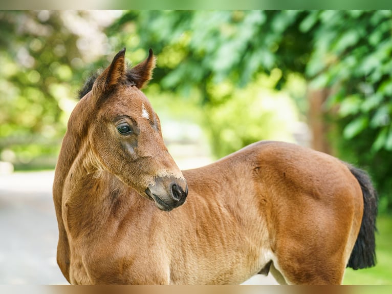 Westphalian Mare  Brown in Drensteinfurt