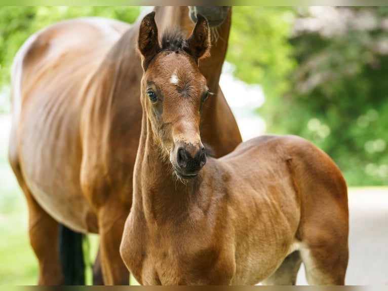 Westphalian Mare  Brown in Drensteinfurt