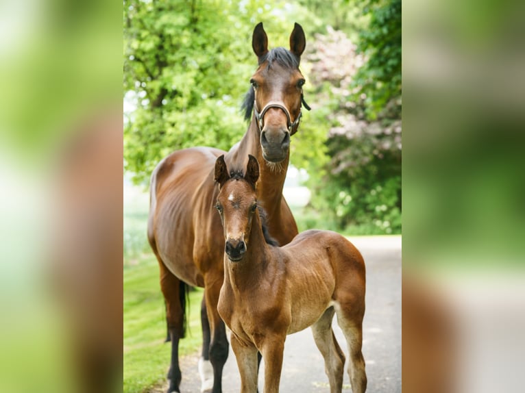 Westphalian Mare  Brown in Drensteinfurt