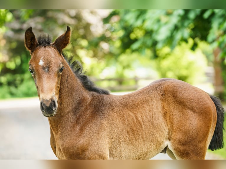 Westphalian Mare  Brown in Drensteinfurt