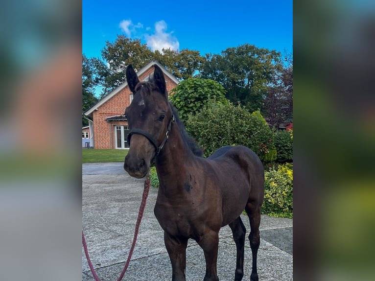 Westphalian Mare  Brown in Delbrück