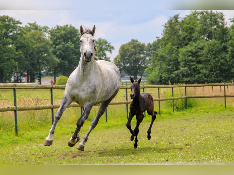 Westphalian Mare  Brown in Delbrück