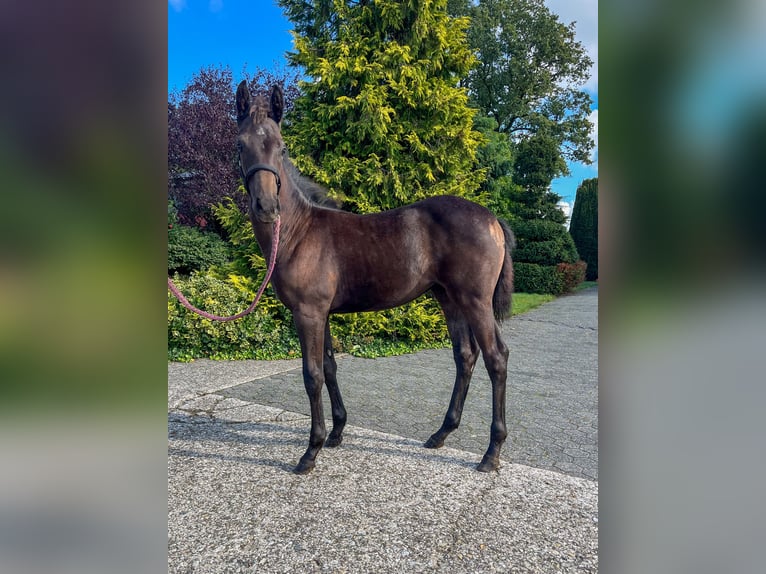 Westphalian Mare  Brown in Delbrück