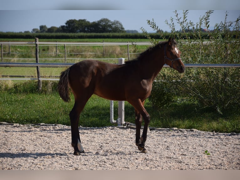 Westphalian Mare  Brown in Meckenheim